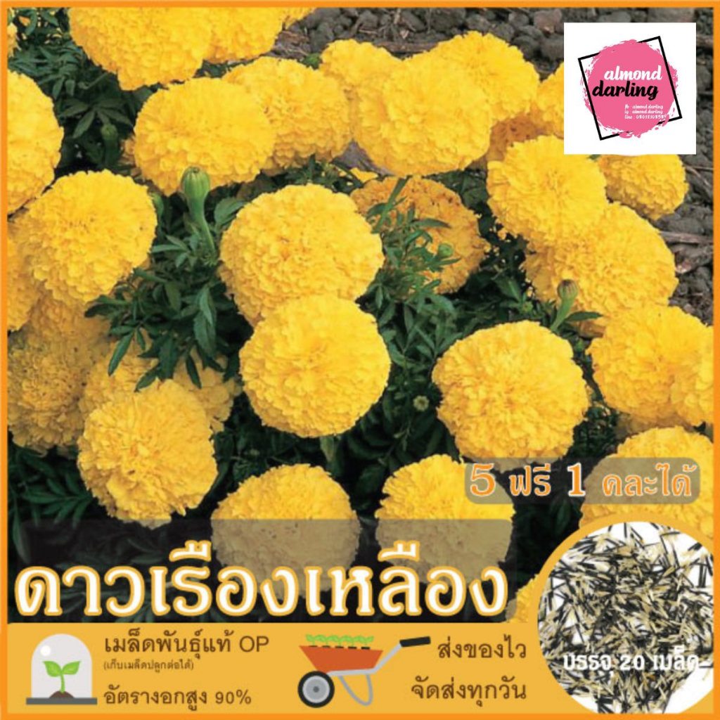 5 แถม1 เมล็ดดอกดาวเรือง (Marigold Flower Seed) ปลูกง่าย โตไว อัตรางอกสูง