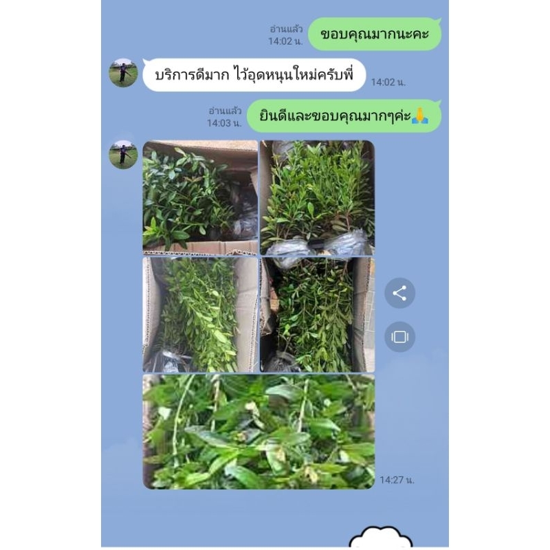 ต้นเข็มแดง ถุงละ 5 บาท (ขั้นต่ำ​ 10 ถุงค่ะ) รูปที่ 6