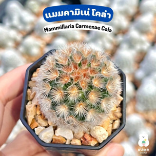 🌸 แมมคามิเน่ โคล่า ไม้ชำหน่อ 🧡 Mammillaria Cola❣️🌷-- แคคตัส กระบองเพชร