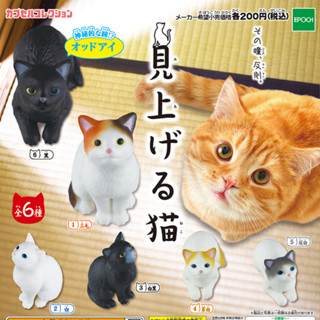 กาชาปองแมวเงยหน้า / Gashapon Miageru Neko Cats Looking Up