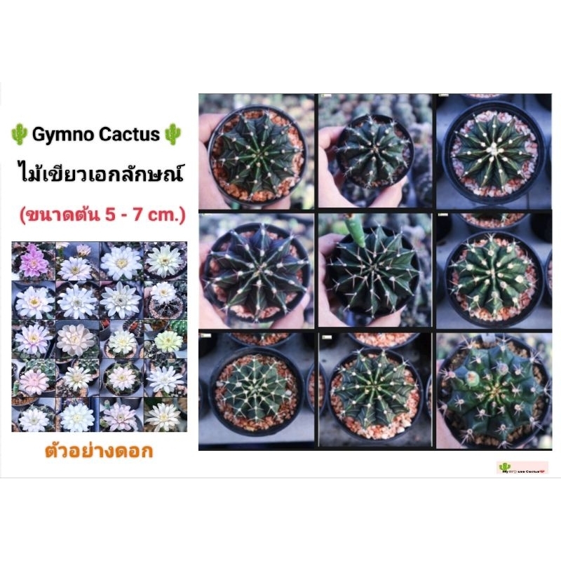 🔥สายเขียวเชิญทางนี้‼️ ไม้เขียวก็เด่นได้‼️🌵Gymno Cactus ยิมโนเขียวเอกลักษณ์/ยิมโนเชื้อด่าง หน้าไม้ฟอร์มสวย ขนาด 5 - 7 cm.