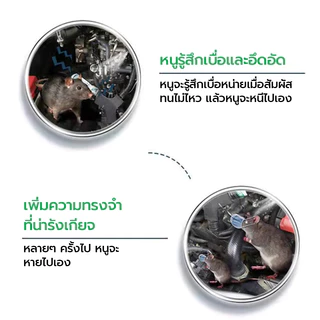🐀100 เมตรข้างในไม่มีหนู🐀 ปลอดสารพิษและปลอดภัย สเปรย์ไล่หนไล่หนู ไล่หนูในบ้าน สเปย์ไล่หนู สเปรย์ไล่หนู 500MLสารสกัดจากพืช