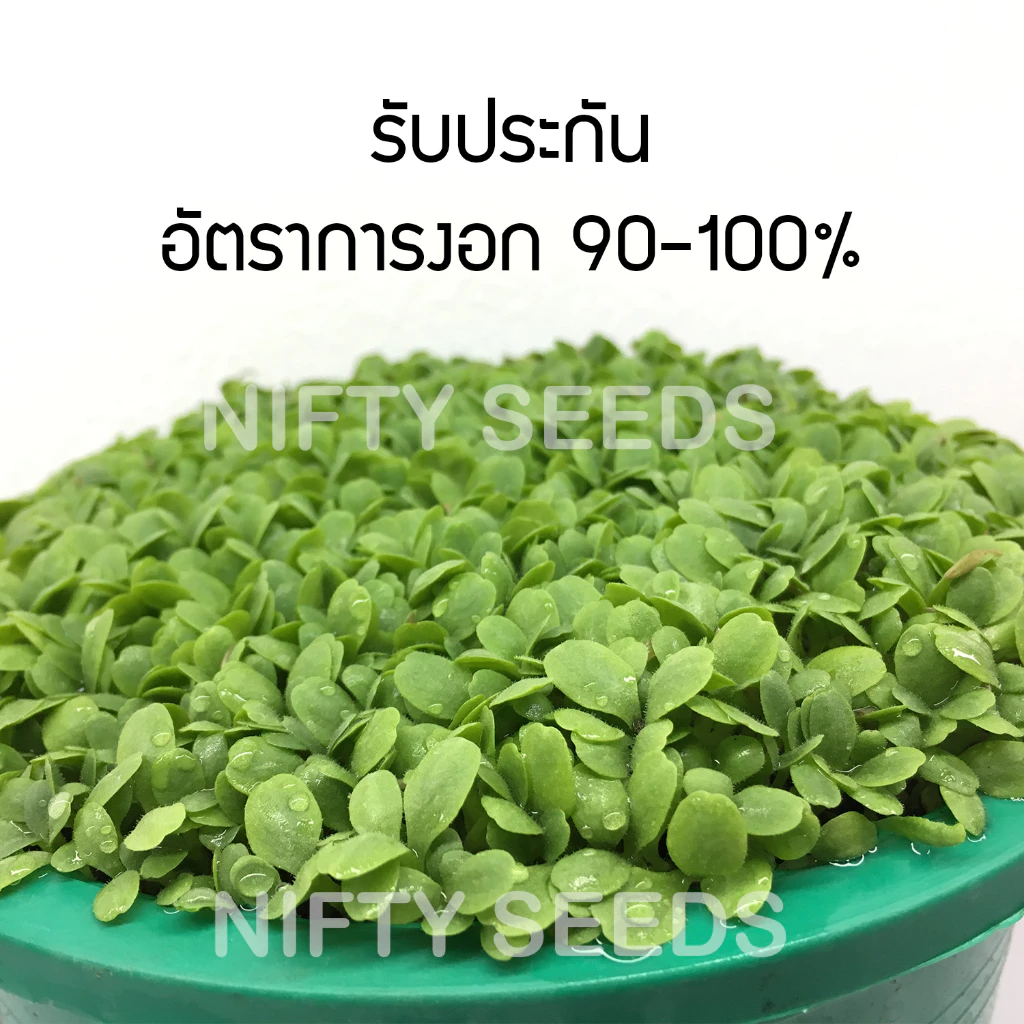 เมล็ดพันธุ์ผักสลัด ออแกนิค 100-300เมล็ด พร้อมคู่มือ thumbnail 5
