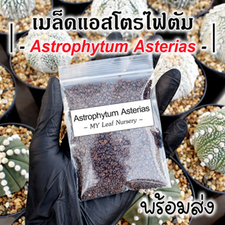 เมล็ดแอสโตรไฟตัม แอสทีเรียส เมล็ดแอสโตร Astrophytum Asterias MIX Seeds เมล็ดแคคตัส