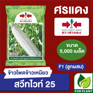 เมล็ดพันธุ์ ผักซอง ศรแดง Big ข้าวโพดข้าวเหนียว สวีทไวท์25 บรรจุ 5,000 เมล็ด