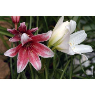 Crinum campanulatum เลี้ยงบก รำไร-แดดจัด