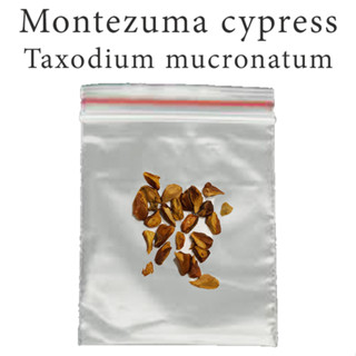 เมล็ดสน สนหนองน้ำ Montezuma cypress - ahuehuete - Taxodium mucronatum ร้านคนไทย บอนไซ