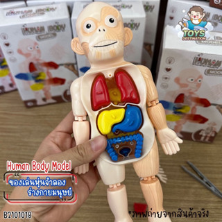 Human Body Model ของเล่นจำลองร่างกายมนุษย์ ของเล่นstem ของเล่นเพื่อการศึกษา ของเล่นวิทยาศาสตร์ ของเล่นเด็ก เสริมพัฒนาการ