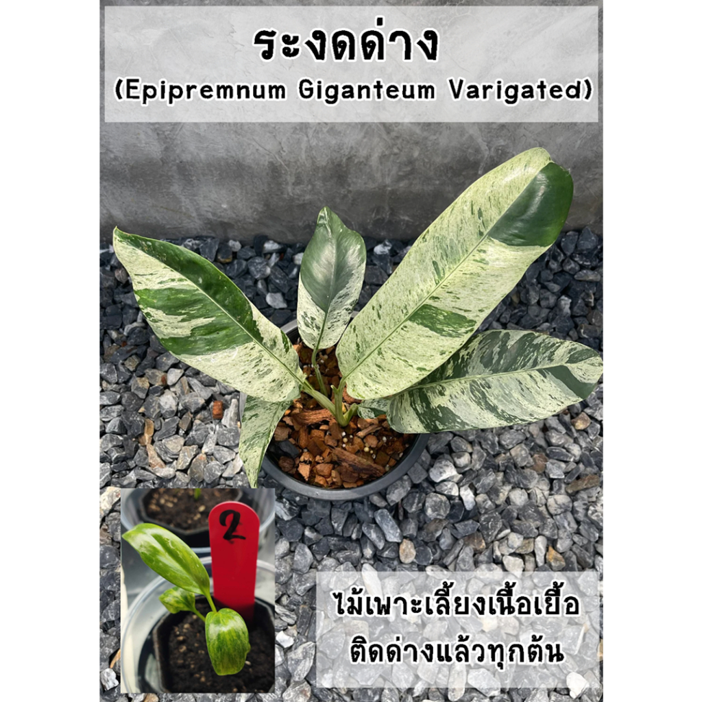 ระงดด่าง (Epipremnum giganteum variegated) ไม้เพาะเลี้ยงเนื้อเยื่อติดด่างแล้วทุกต้น