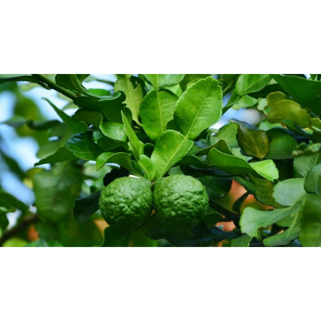 ต้นมะกรูด ต้นเสียบยอด🍐เปลือกหอม น้ำเยอะ ปลูกง่าย🌲ความสูงต้นประมาณ 45-50 ซม.🌴🌴 - รูปที่ 5