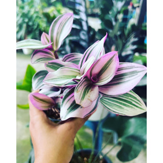 #Pink Plant | Tradescantia Nanouk🌸 #ต้นก้ามปูหลุดด่างชมพู Tradescantia Nanouk #ก้ามปูหลุดด่างสีชมพู ไม้นำเข้า