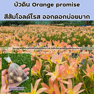 บัวดิน Orange promise สีส้มโอลด์โรส