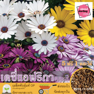 ซื้อ5 แถม1 เมล็ดพันธุ์ ดอกเดซี่แอฟริกา คละสี 10 เมล็ด (Mixed African Daisy) เมล็ดพันธุ์แท้ ปลูกง่าย อัตรางอกสูง เก็บเมล็