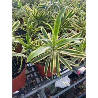 #ต้นไม้ฟอกอากาศ #ซองออฟอินเดีย Dracaena reflexa Lam. ‘Sons of India’  สามารถเลี้ยงน้ำได้