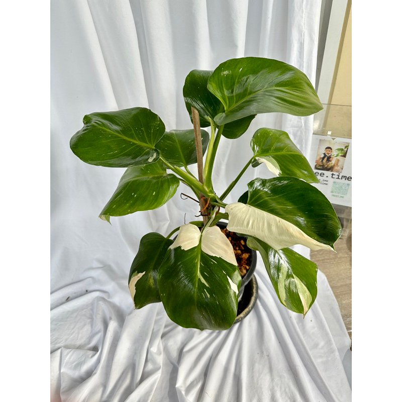 Philodendron White wizard