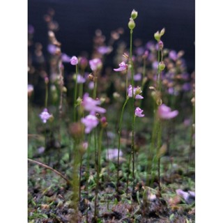 Utricularia minutissima (ทิพเกสร) ขนาดกระถาง 2"