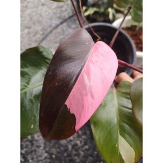 ฟิโลเดนดรอน พิงก์ ปริ้นเซส (Philodendron Pink Princess)