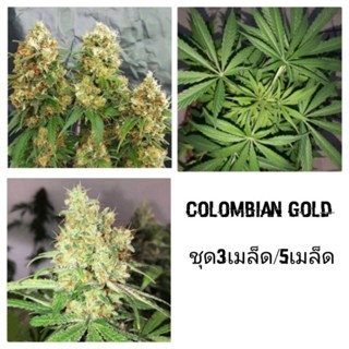 เมล็ดพันธุ์Columbian Gold เพศเมีย90%ใช้STSชุด5เม็ด