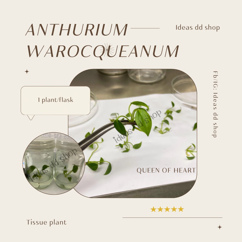 Anthurium Warocqueanum ไม้เนื้อเยื่อ  แอนทูเรียมควีน ราชินีไม้หน้าวัว