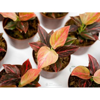 อโกลนีมาขันหมากราชาแดง  Red vein aglaonema