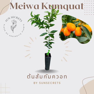 ต้นส้มกัมควอท(Meiwa Kumquat) #ส้มกิมจ้อ ส้มหวานกินได้ทั้งเปลือก #ส้มจี๊ด #ต้นไม้นำเข้า