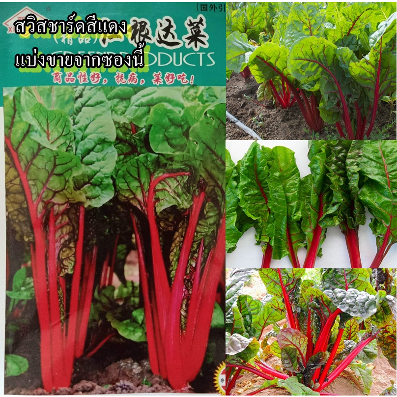 150+ เมล็ด เมล็ดสวิสชาร์ดสีแดง (ก้านใบสีแดง ใบสีเขียวสีสวยปลูกง่ายกว่าสีอื่นๆ ใบกินได้รสชาติคล้ายผักกาด)