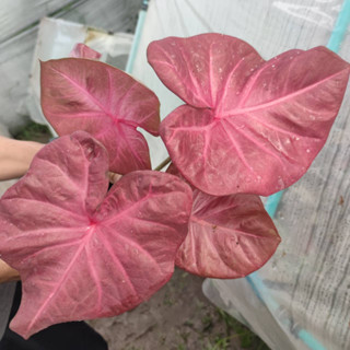 ม่วงมงคล ตั้งแม่ พร้อมหน่อ บอนสี Caladium