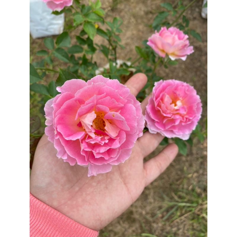 F404 กุหลาบ Pēnelopeia (เพเนโลเพีย) สีชมพูดอกดก *ส่งติดดอก ดอกหอม แบบถุง