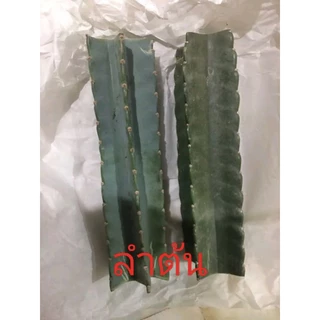 จามาคารู ตอตัดสด ผลทานได้ ดอกสวย ทายาเร่งรากให้