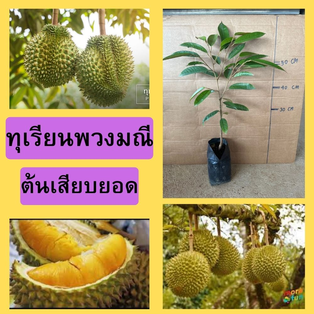 ต้นทุเรียนพวงมณี ต้นเสียบยอด ลูกมีขนาดเล็กเนื้อสีเหลืองนวล จุดเด่นอยู่ตรงที่เนื้อ ความสูง 55 ซม.