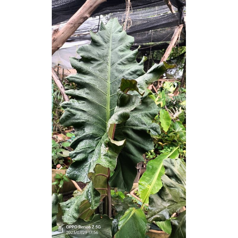 Alocasia Megalodon(อโลคาเซียเมก้าโลดอน)