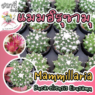 แมมอิรุซามุ แมมปุยหิมะ Mammillaria Bucareliensis Erusamu. กระบองเพชร ไม้อวบน้ำ succulent แคคตัส cactus