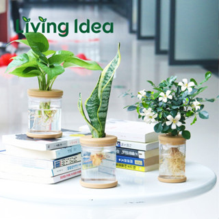 Living idea กระถางต้นไม้ไฮโดรโปนิคแบบใสดูดซับน้ําอัตโนมัติ พร้อมจัดส่ง