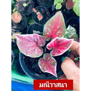 "บอนสี มณีวาสนา ดินภูเขาไฟบุรีรัมย์" บอนสีราชินีแห่งไม้ใบ ส่งพร้อมกระถางพลาสติก4