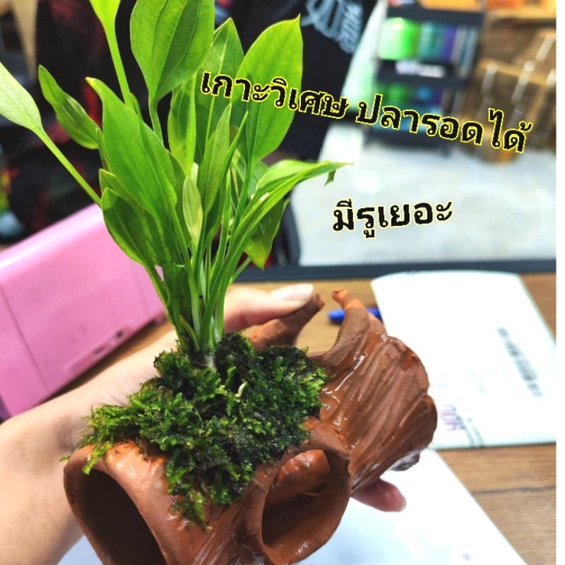 เกาะวิเศษ​ (อเมซอน)​ (มีรูเยอะ)​