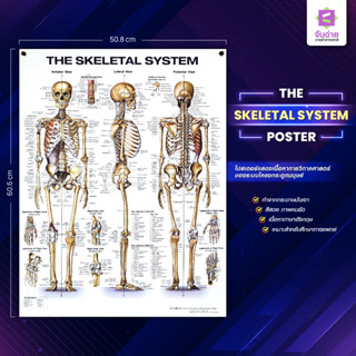 The Skeletal System Poster