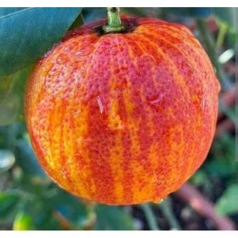 ส้ม พันธุ์ แซงกวินนีโอ 🍊🪴 (Sanguineo Orange  /เป็นภาษาลาติน) กิ่งตอน/กล้าละ 300บาท