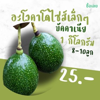 อะโวคาโดบัคคาเนียไซส์เล็กๆ 1 กิโลกรัม  25 บาท.