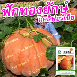 เมล็ดพันธุ์ฟักทองยักษ์ เมล็ดฟักทองยักษ์แคลิฟอร์เนีย 5เมล็ด California Giant pumpkin seeds