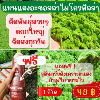 แหนแดงอะซอลล่าไมโครฟิลล่า พันธุ์กรมวิชาการเกษตร คัดพันธุ์พร้อมขยาย แถมจุลินทรีย์สังเคราะห์แสง