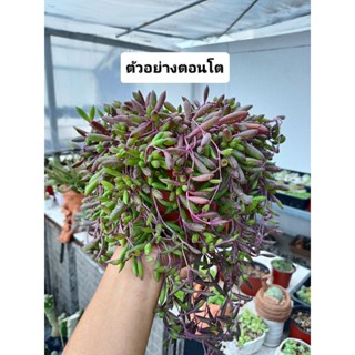 ต้นพวงองุ่น Ruby Necklace plant ไม้อยู่ในกระถาง 2 นิ้ว แพคส่งทั้งกระถาง