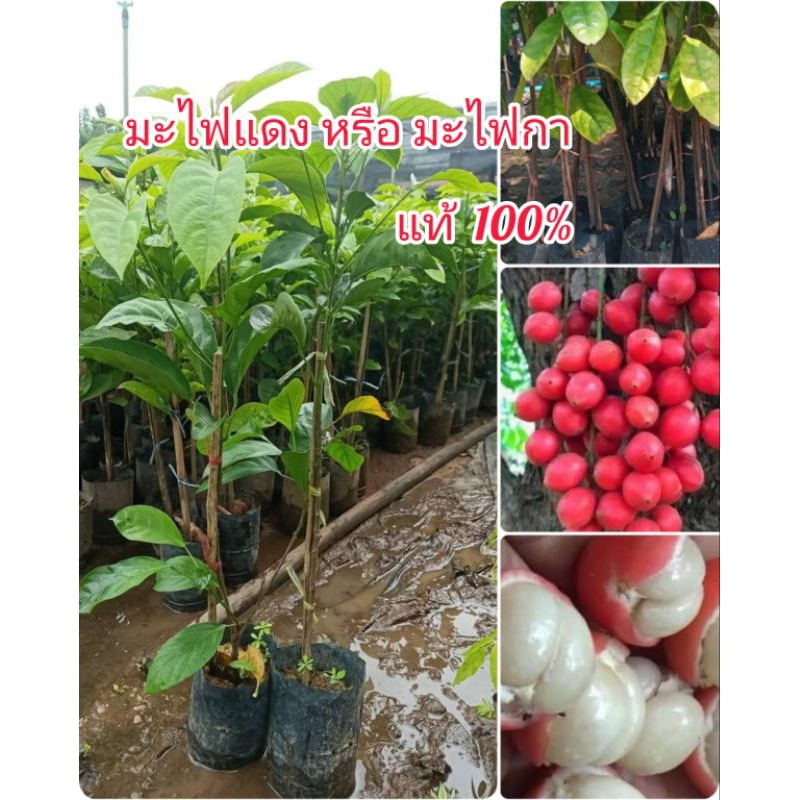 มะไฟแดง หรือมะไฟกา ผลไม้ป่า เปลือกสีแดงสด  รสชาติหวานอมเปรี้ยว ขนาดต้น40-50ซม.