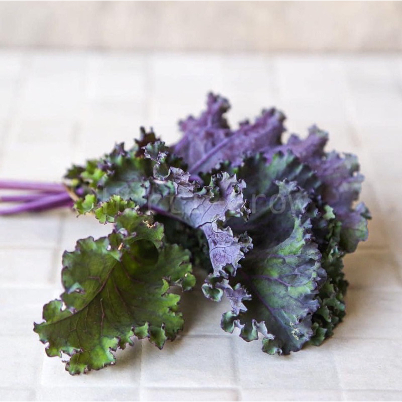 เมล็ดเคลสีม่วง สกาเลท 30เมล็ด สายพันธุ์ทนร้อน  ปลูกง่าย โตไว ชอบแสงแดด 30seed Organic Scarlet Kale ☀️full sun ราคา ถูกที่สุด ดีลบีเคเค แกลเลอรีภาพที่ 2