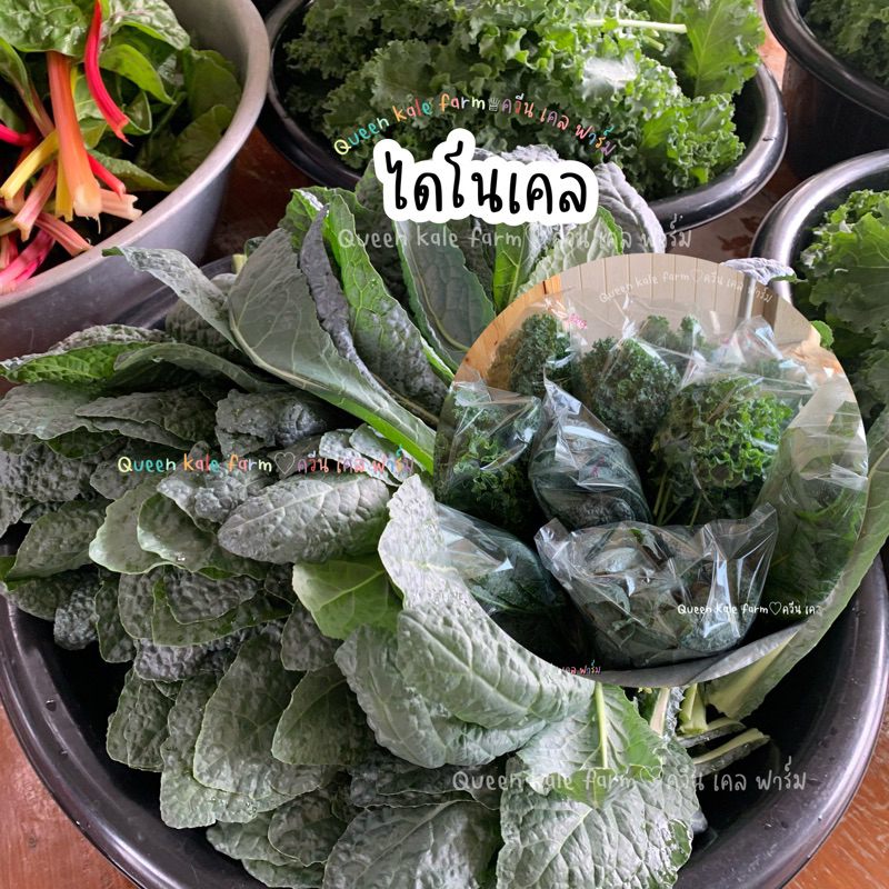 ผักไดโนเคล -100 กรัม แบบตัดใบสด 🔥 ปลูกดิน ปลอดสารพิษ