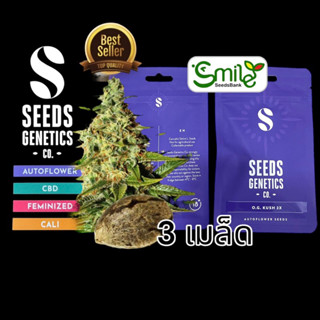 เมล็ดกัญชา Seeds Genetics.Co - OG Kush (Auto)