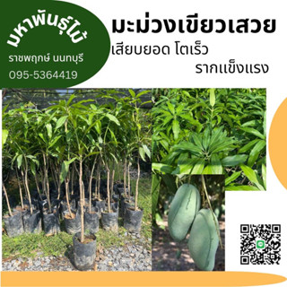 ต้นมะม่วงเขียวเสวย เสียบยอด สูง H 70-80cm Mango