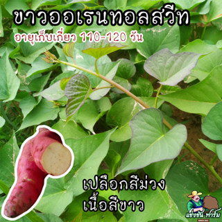 ยอดพันธุ์มันหวาน : ออเรนทอลสวีท (ชุด 50 กิ่งพันธุ์) ลดราคา 50%