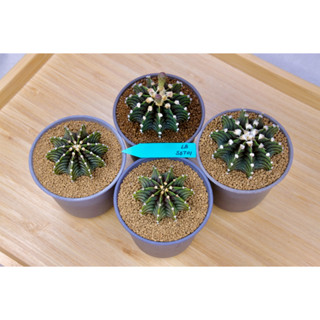 Gymnocalycium LB2178 - ยิมโนคาไลเซียม แอลบี 2178