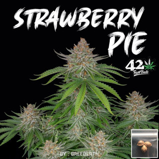 เมล็ดกัญชา Strawberry Pie บีดไทย เมล็ดพันธุ์กัญชา สายพันธุ์แท้ พร้อมส่ง 1 ชุด 3 เมล็ด ไม่งอก เคลมฟรี 1 ครั้ง