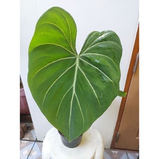 Philodendron gloriosum ก้านกลม